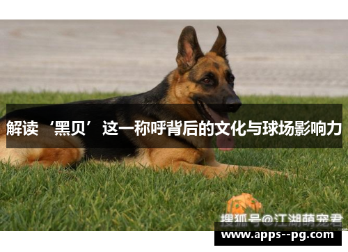解读‘黑贝’这一称呼背后的文化与球场影响力 解读‘黑贝’这一称呼背后的文化与球场影响力